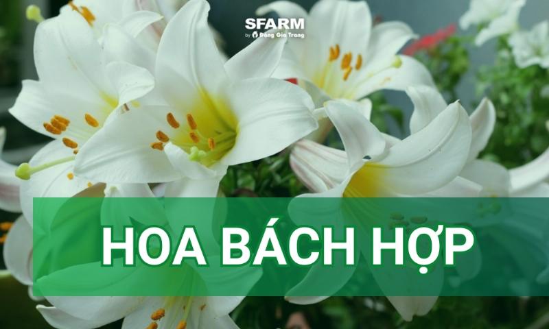 So sánh chi tiết cấu trúc cánh, nhụy, đài hoa bách hợp và hoa ly chuẩn Lilium